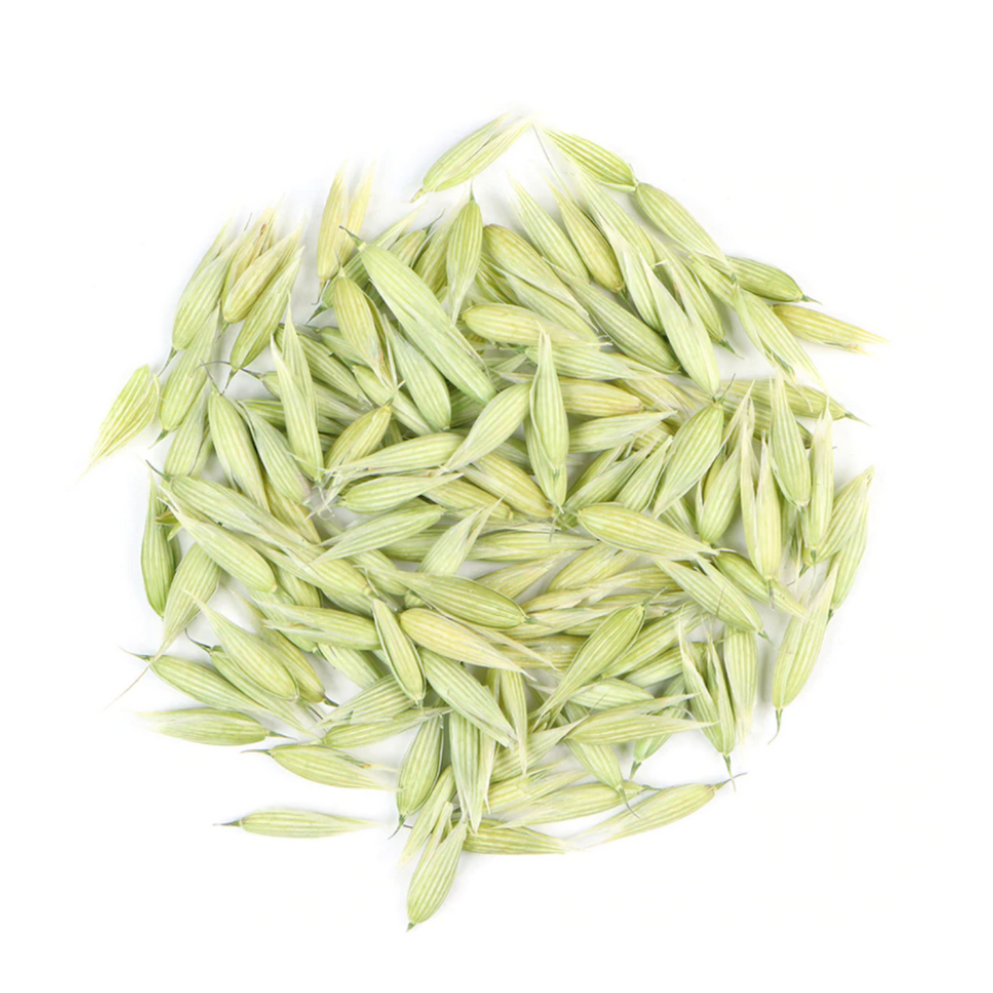 Oat Tops :  Avena Sativa